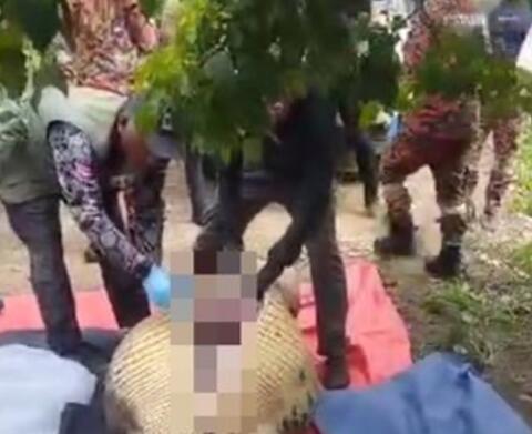 老人失蹤4天在鱷魚胃中發(fā)現(xiàn)遺骸 原因竟是這樣實在是太意外了