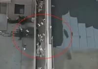 天津一小區(qū)15只貓墜亡 警方回應(yīng) 真相曝光簡(jiǎn)直太驚人了