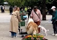 日本男子花10萬(wàn)元把自己變成狗 真相曝光簡(jiǎn)直太驚人了