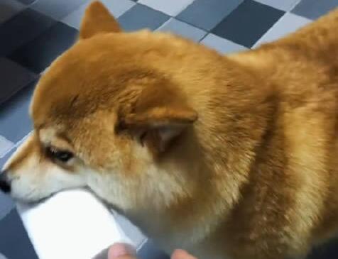 狗狗幫主人拿紙3入茅廁淡定轉(zhuǎn)身 真相曝光簡直太驚人了