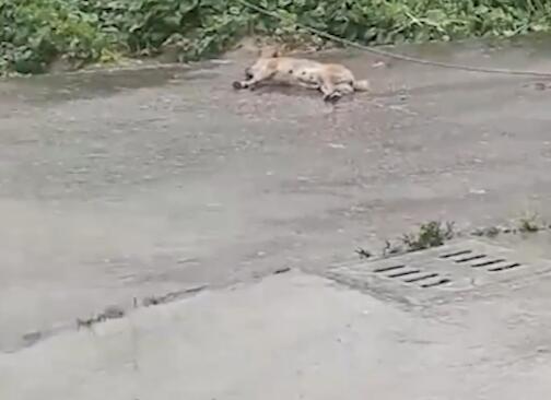 小狗觸電身亡男子守2小時提醒路人 到底是什么情況?