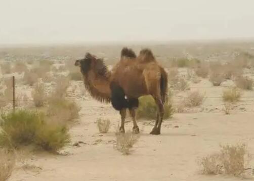 國內(nèi)四大無人區(qū)到底有多恐怖 原因竟是這樣實在是太意外了