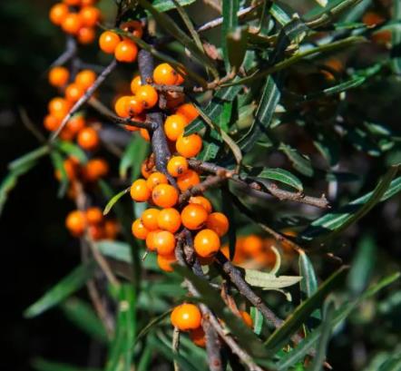 沙棘原漿多少錢?