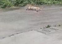 小狗觸電身亡男子守2小時提醒路人 真相曝光簡直太驚人了