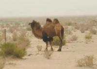 國內(nèi)四大無人區(qū)到底有多恐怖 原因竟是這樣實(shí)在是太意外了