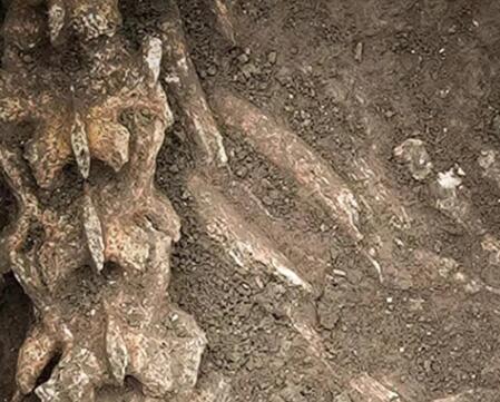 漢文帝霸陵殉葬坑發(fā)現(xiàn)大熊貓骨骼 到底是什么情況?