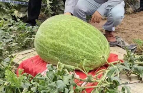 杭州種出78斤大西瓜破全省紀(jì)錄 照片曝光實(shí)在是太驚人了