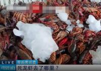 成噸死龍蝦疑似被做成蝦尾出售 真相曝光簡直太驚人了