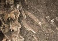 漢文帝霸陵殉葬坑發(fā)現(xiàn)大熊貓骨骼 真相曝光簡直太驚人了