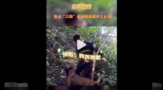 警犬強(qiáng)拽著民警找到密林中毒品 照片曝光直接讓人大呼意外