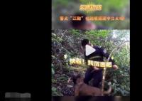警犬強(qiáng)拽著民警找到密林中毒品 照片曝光直接讓人大呼意外
