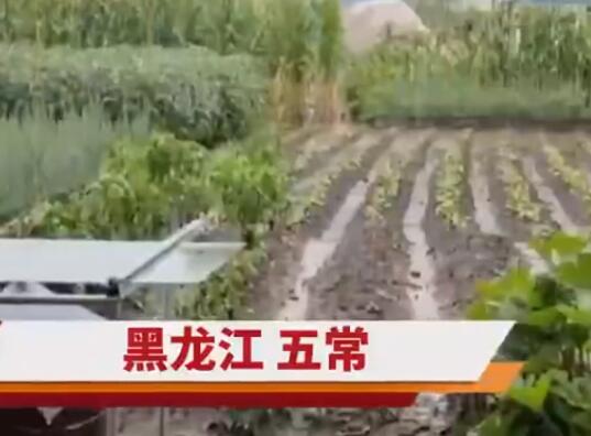 五常大米產(chǎn)地被淹 農(nóng)戶哽咽:全完了 真相太讓人心酸了