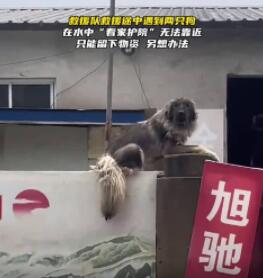 大狗洪水中仍看家 救援人員無(wú)法靠近 照片曝光實(shí)在是太驚人了 