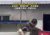 大狗洪水中仍看家 救援人員無法靠近 照片曝光實(shí)在是太驚人了 