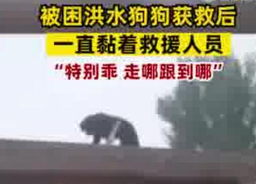 小狗被救后黏上救援隊隊員 到底是什么情況?