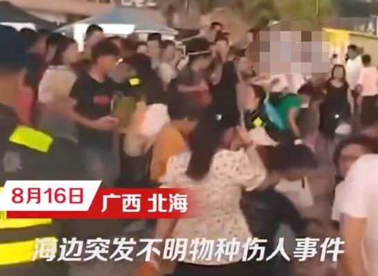 北海一浴場(chǎng)突發(fā)不明魚類傷人事件 真相到底是什么?