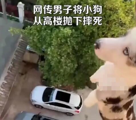 男子將小狗從高樓拋下摔死并炫耀 真相曝光簡直太驚人了