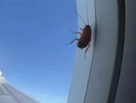 航司回應(yīng)飛機(jī)舷窗上趴著蟑螂 到底是什么情況?