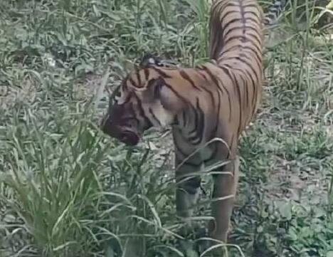 廣州動物園老虎餓得吃草?園方回應 真相太出乎意料了