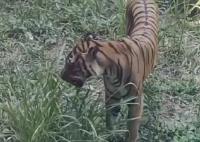 廣州動(dòng)物園老虎餓得吃草?園方回應(yīng) 真相太出乎意料了