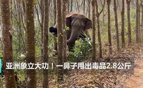 亞洲象一鼻子甩出毒品2.8公斤 到底是什么情況?