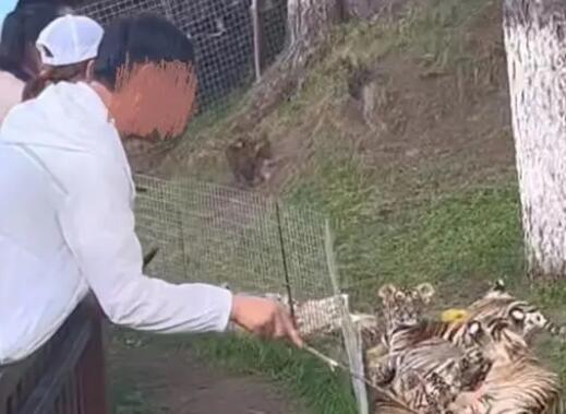 男子景區(qū)拿木棍捅小老虎 原因竟是這樣實(shí)在是太意外了