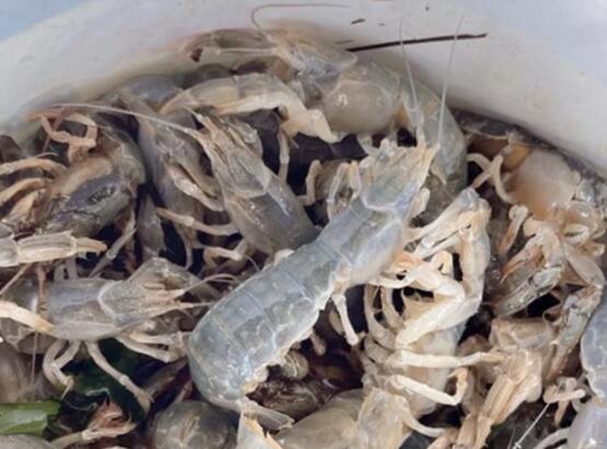 煙臺海邊現(xiàn)大量螻蛄蝦 到底是什么情況?
