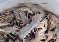 煙臺(tái)海邊現(xiàn)大量螻蛄蝦 真相曝光簡(jiǎn)直太驚人了