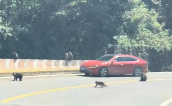數(shù)只猴子“擺陣”圍車 車輛前后左右團(tuán)團(tuán)圍住