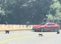 數(shù)只猴子“擺陣”圍車 景區(qū)工作人員趕到現(xiàn)場對猴群進(jìn)行了驅(qū)趕