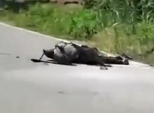 男子釣魚誤碰高壓線 全身焦黑 不確定是否受傷