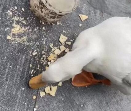 男子抓柯?tīng)桒啴?dāng)肉鴨吃賠了8千元 當(dāng)時(shí)沒(méi)有人看管