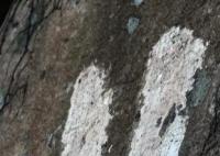 青島有重要史料價(jià)值石刻遭水泥涂抹 非景區(qū)建議游客不要輕易前往靠近