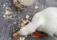 男子抓柯爾鴨當(dāng)肉鴨吃賠了8千元 當(dāng)時沒有人看管