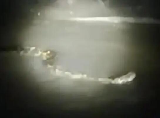 周口河中現(xiàn)巨型“長蟲”?當(dāng)?shù)鼗貞?yīng) 究竟是什么物種?