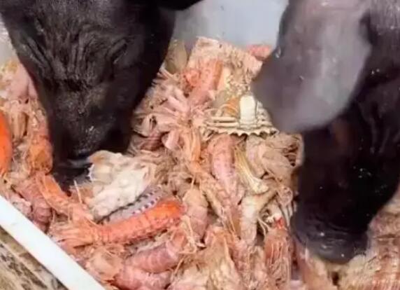 男子給豬喂皮皮蝦螃蟹 表示自己養(yǎng)著玩的養(yǎng)大了自家吃