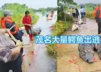 廣東鱷魚暴雨中出逃已抓回36條 未確定逃出多少條