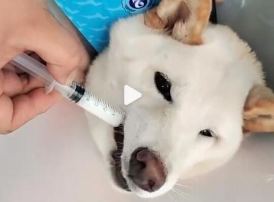 柴犬誤食70粒布洛芬主人花5千救回 目前狗子恢復(fù)良好