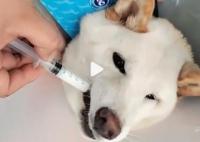 柴犬誤食70粒布洛芬主人花5千救回 目前狗子恢復良好