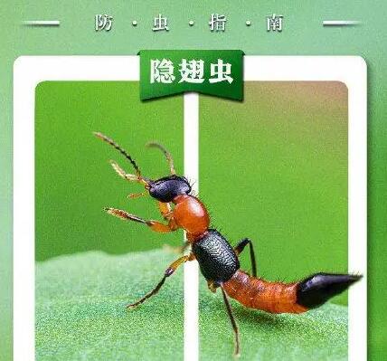 遇隱翅蟲第一反應(yīng)要用力吹走 為什么這么做?