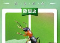 遇隱翅蟲第一反應(yīng)要用力吹走 為什么這么做?