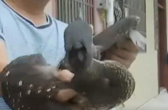 廣西驚現(xiàn)稀有鳥類海南虎斑鳽 棲息于亞熱帶高山密林中