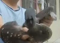 廣西驚現(xiàn)稀有鳥類海南虎斑鳽 白天多隱藏在密林中