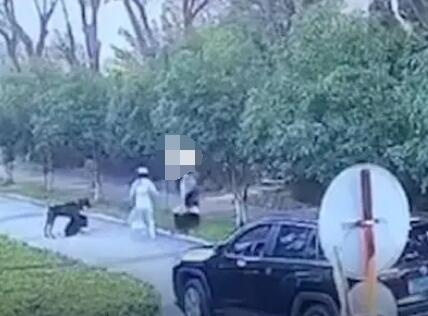 武漢一未拴繩杜賓犬咬人被沒收 對(duì)方狗主人被罰款一萬元