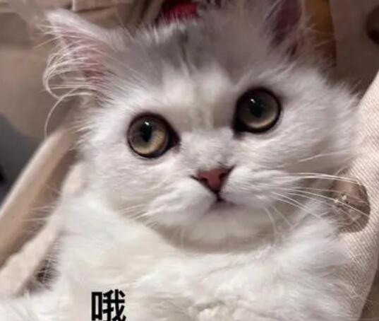 研究發(fā)現(xiàn)貓有276種表情 貓貓高興的時(shí)候有什么表現(xiàn)?