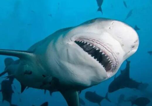 南海歸墟十種兇獸巨獸介紹 南海歸墟有什么怪物