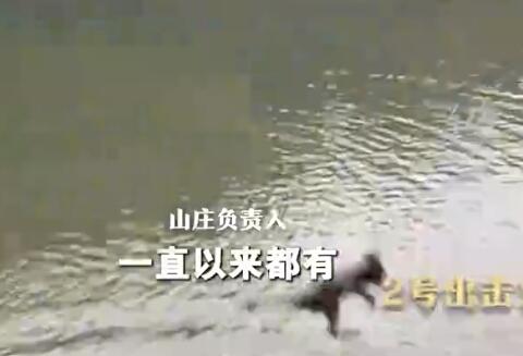 貴州黔靈山猴子變“跳水隊” 究竟是怎么回事？