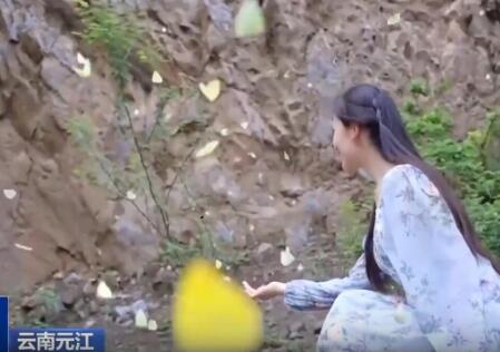 云南出現(xiàn)彩色蝴蝶漫天飛舞奇觀 始料未及真相簡直太意外了
