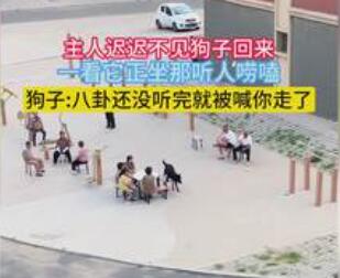 狗子坐凳子上聽人嘮嗑 始料未及真相簡直太意外了