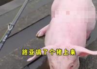 釣魚(yú)時(shí)釣上一頭活豬 報(bào)警后被工作人員抬走了